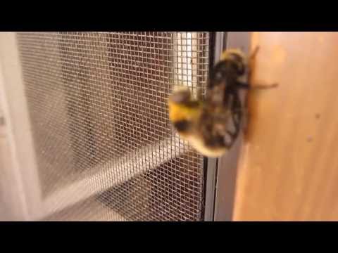 Hummel Biene Wespe etc. bei der Fortpflanzung