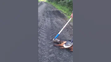 Лиса просит помощи у людей.#жизнь #спасение #лиса