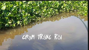 Câu cá thác lác mà đụng hàng hoài # p21 youtube câu cá Hóc Môn