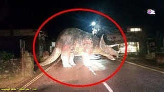 5 ديناصورات حقيقية رصدتها الكاميرات على أرض الواقع !!
