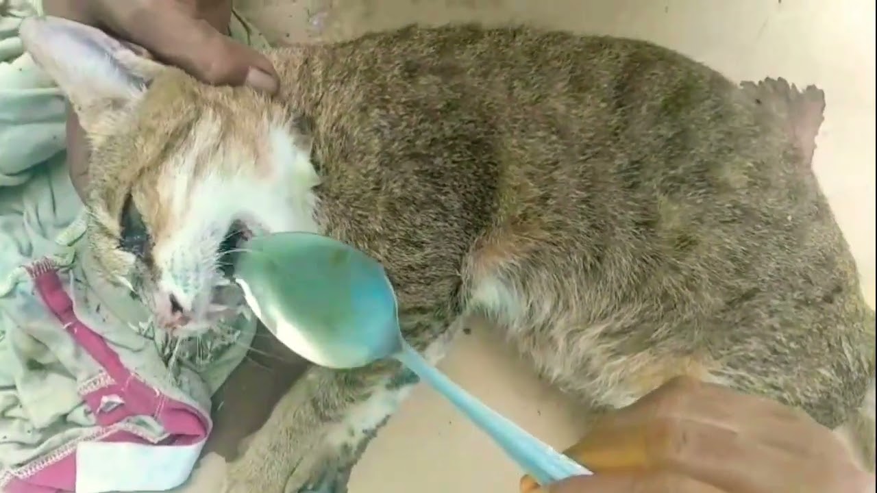 cara mengatasi kucing yang keracunan 