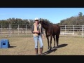 How-to Round Pen Your Horse: Horse Training Myth's & Manipulation, Debunking the Popular Propaganda