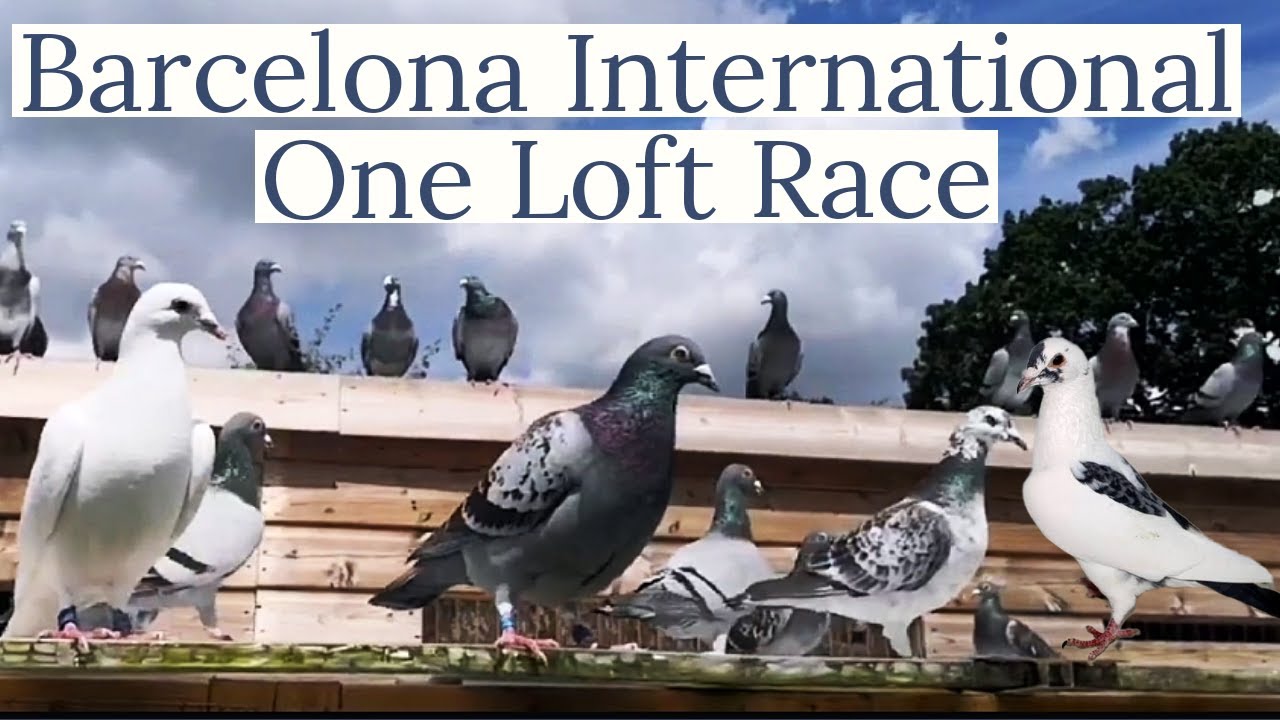 Barcelona International One Loft Race Racing Pigeons Pigeon Races