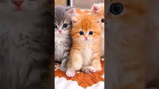 Cat Dance ♥️ Cute Kitten #Meowvs #cat #ai #funny #cat #dancing #catvideo #kitten #catshorts