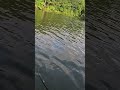 And he woke up #bassfishing #hooksets #fishing #catchandrelease #shortsvideo #fun #fishingfun #kayak
