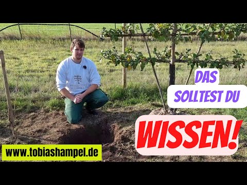 Video: Spalier-Obstbaum: Schritt-für-Schritt-Spalier-Anleitung