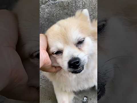 A Loyal Dog Followed His Family Outside and Faced a Sudden Life Changing Tragedy