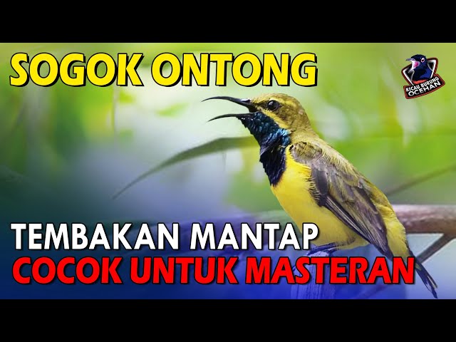 Sogok Ontong Gacor suara kasar tembakan panjang cocok Untuk Masteran class=