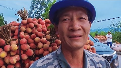 Cập nhật giá chợ vải  u hồng.vải thanh hà Tân Mộc-Lục Ngạn Bắc Giang ngày16/06/2025