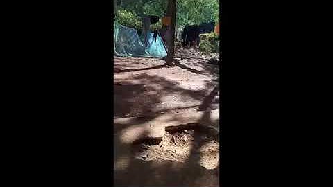 Xov xwm kub thiab cee heev Sib tog quav dev nawb hmloog seb lom zem npaum twg nawb