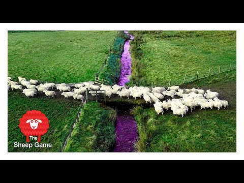 Video: Farmář převádí auto do obrovského ovčáka, aby uctíval mrtvý pes. A stáda ovcí.