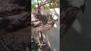 How Beautiful Hawk Eagle wildlifedaily eagles ? fish ? hawks ?owl Vs Snake ?dailyanimals ???