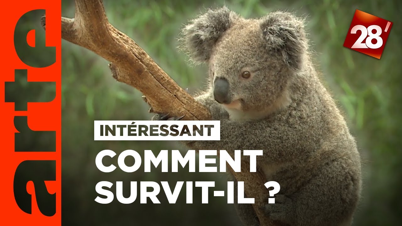 Intéressant : comment les koalas ont-ils survécu ? | 28 minutes | ARTE