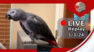 Einstein Parrot LIVE! 5/3/24