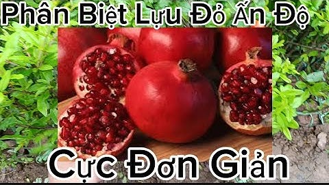 Cách Nhận Biết Và Phân Biệt Cây Lựu Đỏ Ấn Độ Giống Chuẩn Với Các Dòng Lựu Khác
