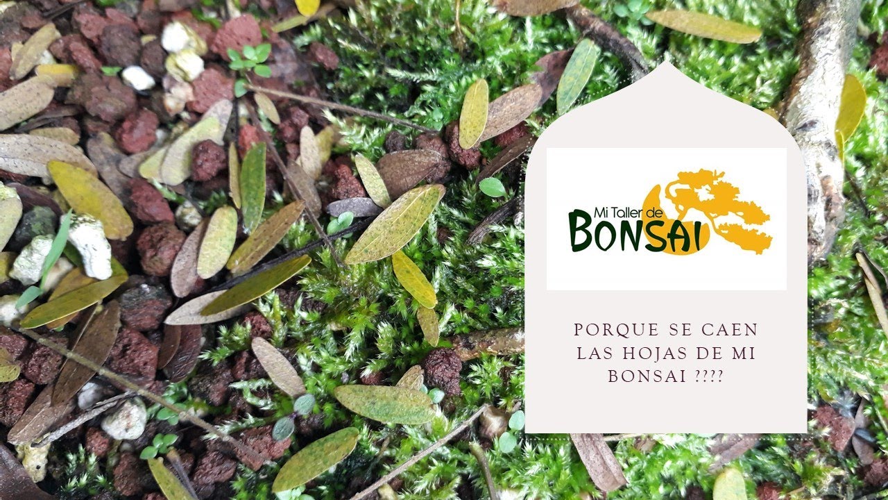 PORQUE caen las hojas de mi Bonsai
