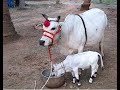Punganur calf playing