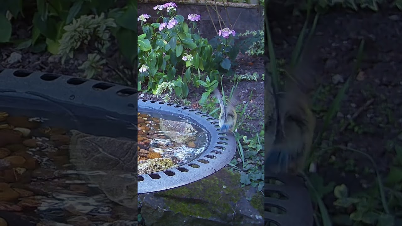 A curious little blue tit bird visiting the garden bird bath 