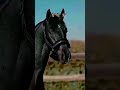 black ghoda 🐎 #apache #subscribe