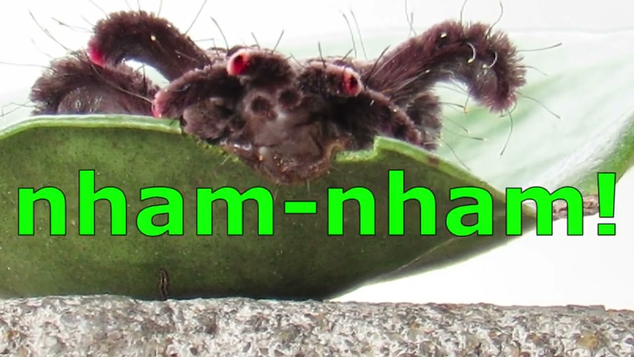 ✅LAGARTA ARANHA -  BICHO CABELUDO ESQUISITO