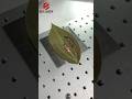 Oddly Satisfying UV Laser Engraving 🍃