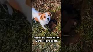 Nenek Ini Nggak Jadi Pergi Setelah Lihat Sesuatu di Bawah Pohon #ceritaharu #kisahnyata