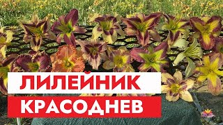 Поговорим о лилейниках / Сад Ворошиловой