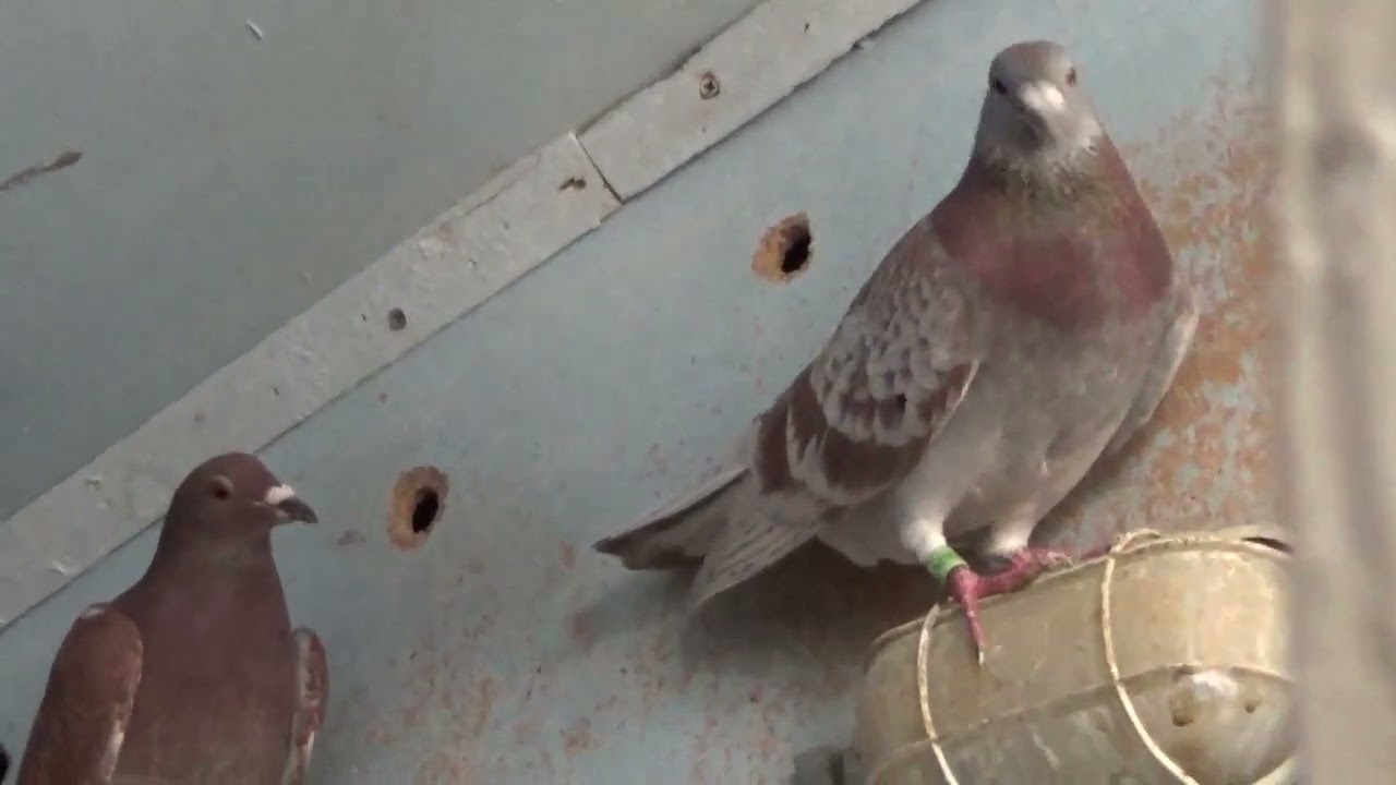 Campion columbofil dl Butucanu Stefan Galati Romania prezentare porumbei 18 iunie 2020