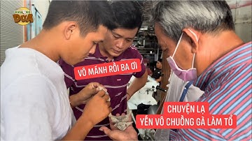 Chuyện lạ: Yến vô chuồng gà làm tổ, ba vợ Khương Dừa chuẩn bị giàu to….