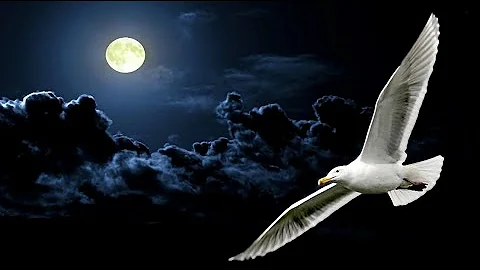 NEIL DIAMOND ~ JONATHAN LIVINGSTON SEAGULL MEDLEY ...