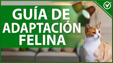 ¿Cuánto tiempo se demora un gato en aceptar a otro?