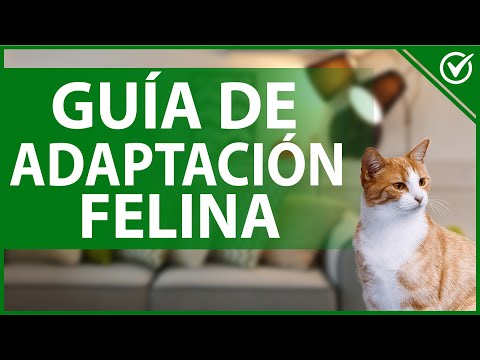 🐈 Cuánto Tiempo Tarda un Gato en Aceptar a Otro - Guía de Adaptación Felina 🐈🐱 hqdefault