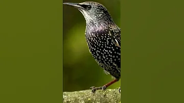 طائر الزرزور اصوات طيور صيد عصفور 