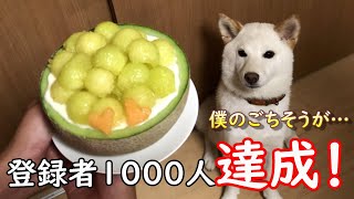 登録者1000人と総再生数時間4000時間を超したのでお祝いしてみた！【ごちそうのメロンを食べる柴犬ノンくん】