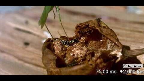 grasshopper, taking off- with wasp _slow motion video