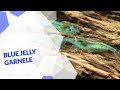Blue Jelly Garnele | Neocaridina davidi var. | Alle wichtigen Informationen