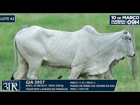 LOTE 42   GIA 3957