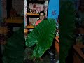 JITIYA PARV