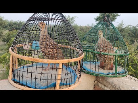 شکار کرنے کے لئے دیسی تیتر مادی کی اواز جنگلی تیتر کی خوبصورت آواز    