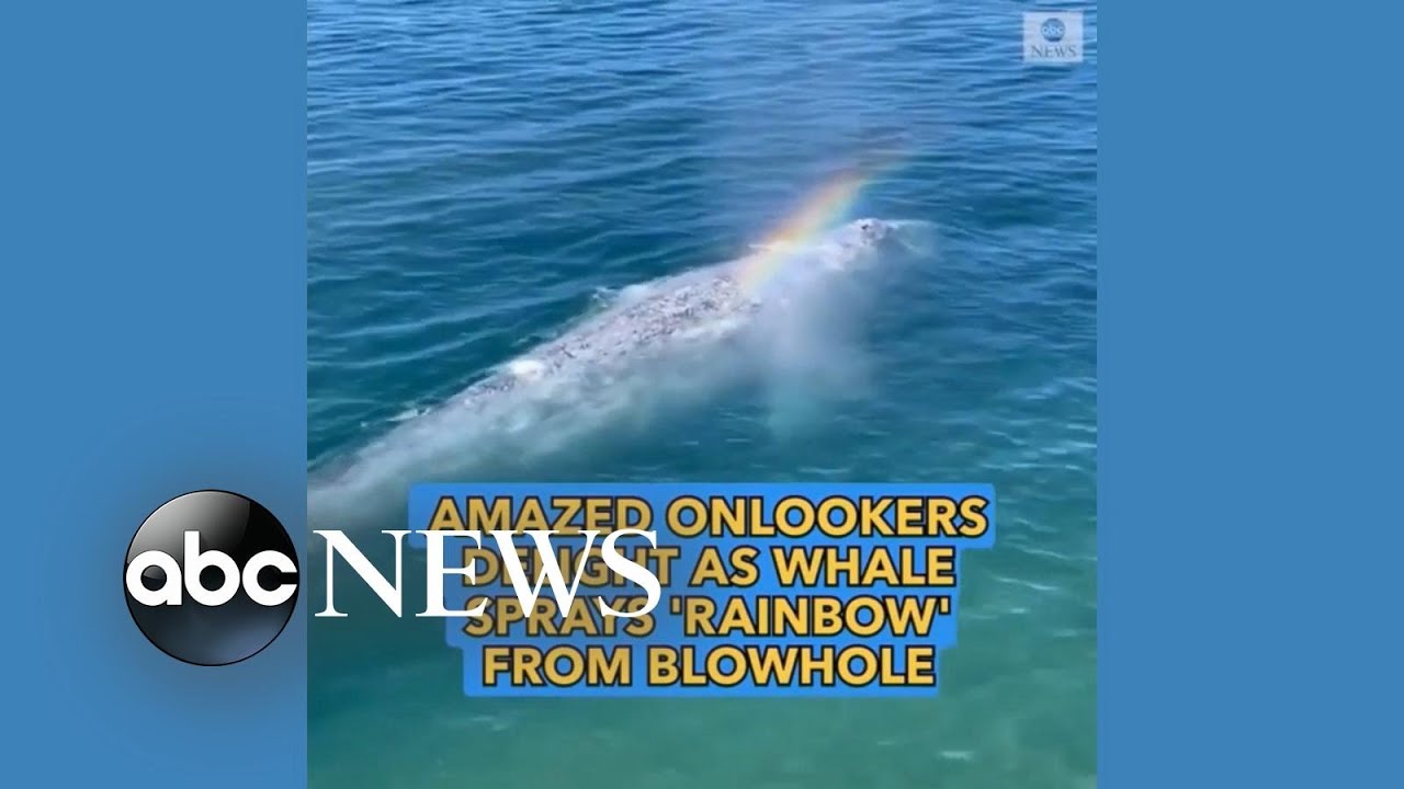 Gray whale sprays a 'rainbow' from blowhole