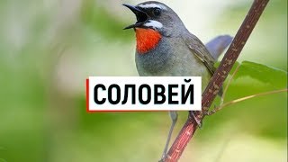 Соловей птица. Образ жизни и среда обитания соловья