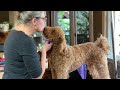 How to Brush Your Curly Coated Dog
