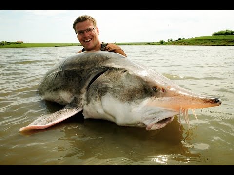 Video: Wohin Ging Der Größte Flussfisch - Beluga, 4 Meter Lang? - Alternative Ansicht