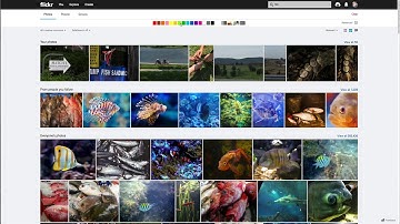 Flickr Search