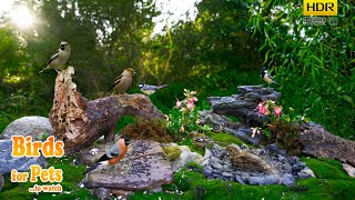 Birds: Natural feeder meeting - 4K HDR - CATs tv