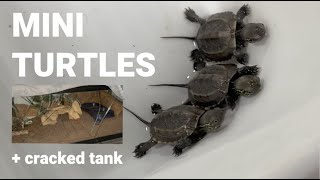 REPTILE EXPO #5 | MY DOGS BROKE THE TANK!!!