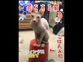 芸をする猫スフィンクス
