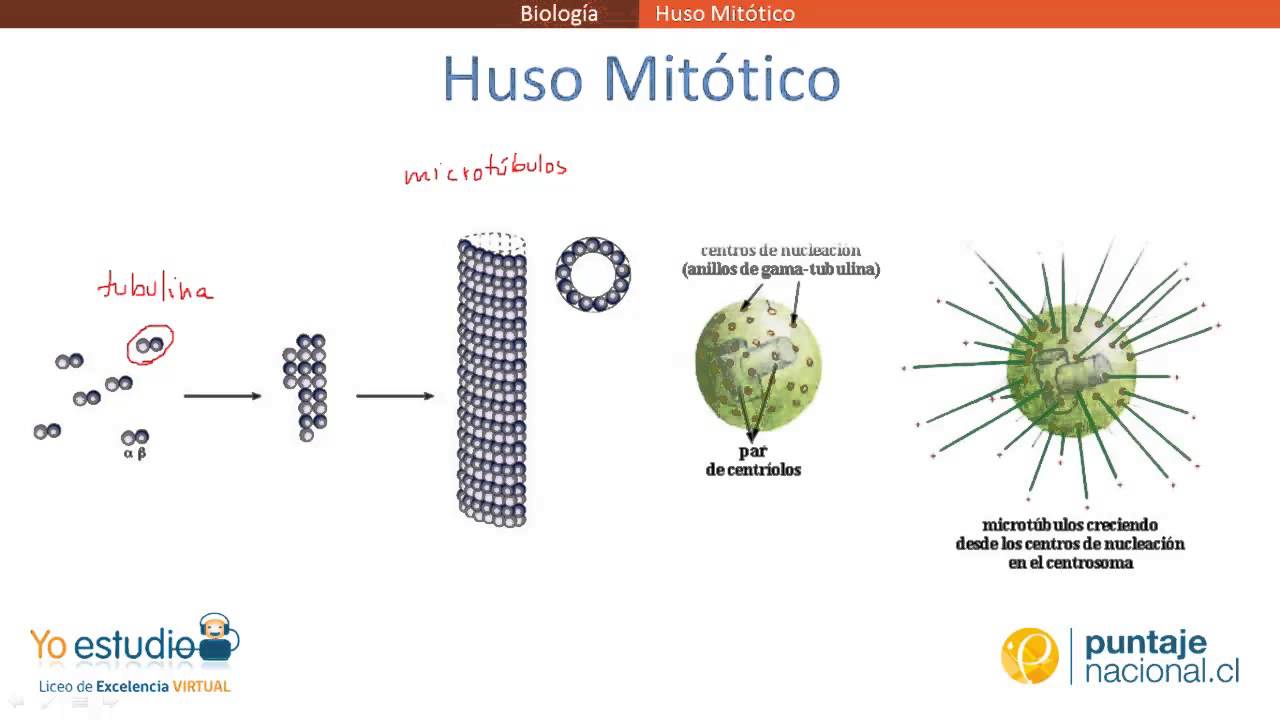 Huso Mitótico - YouTube