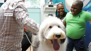 Zammy is a 120-pounds therapy dog whose job is to make your day better!