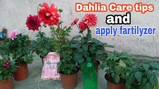 How to make Plain Dahlia recipe at home easily
